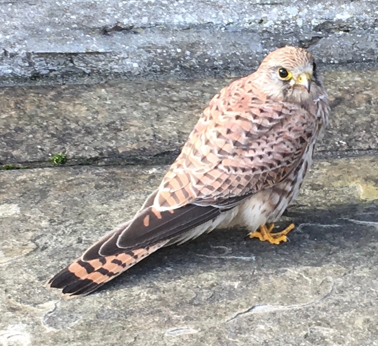 Kestrel at Woodwick Mill